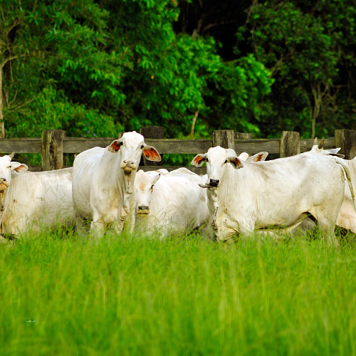 Conversão de Massa Crítica