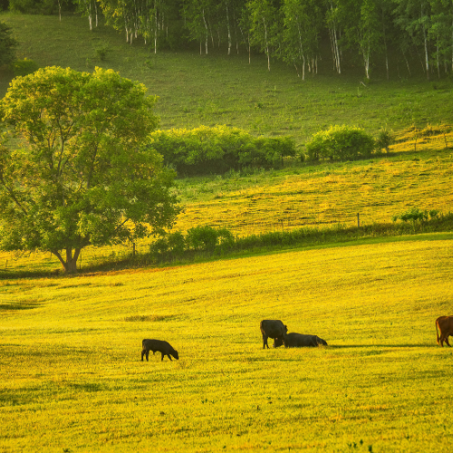 Sintetização de Substrato